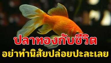 เรื่องสอนใจการใช้ชีวิต ปลาทองกับชีวิต