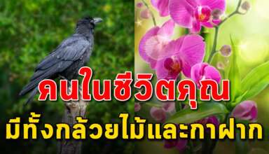 กล้วยไม้ หรือ กาฝาก มันมีอยู่รอบตัวในชีวิตของคุณ