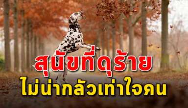 (เรื่องเตือนใจ) หมาที่ว่าดุ ยังไม่น่ากลัวเท่ากับใจคน