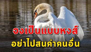 (เรื่องสอนใจ) จงเป็นเหมือนหงส์ตอบโต้ด้วยความฉลาด