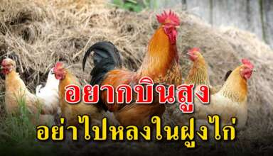 หากอยากบินให้สูง อย่าไปมัวหลงในฝูงไก่